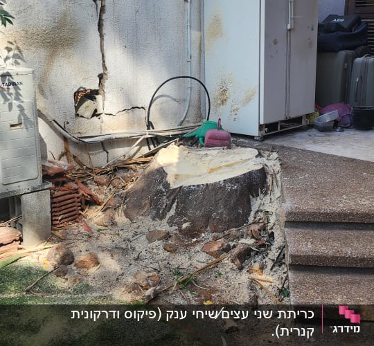 גדם עץ כרות ליד קיר עם סדקים